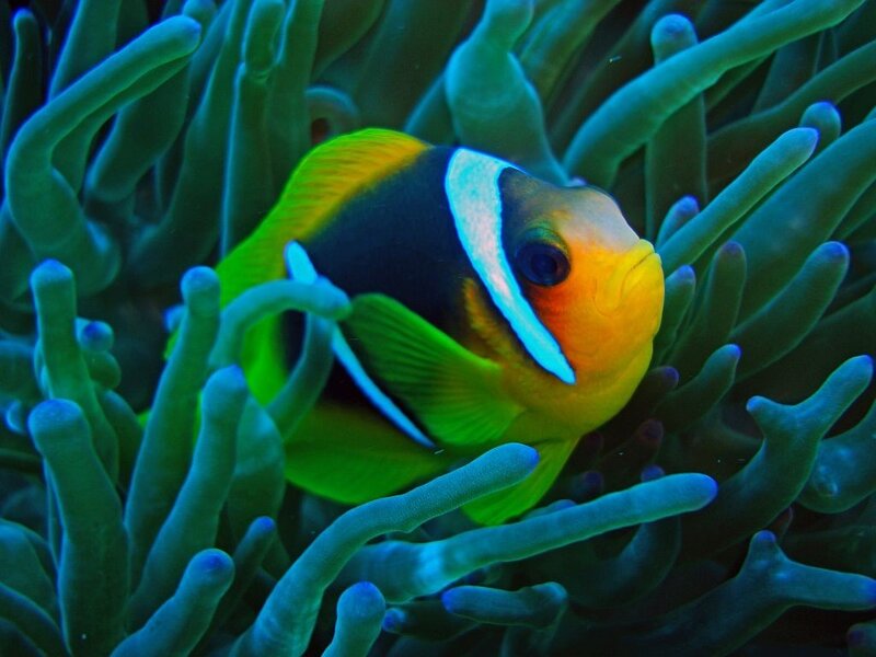 Clownfish in Sea Anemone — Green, Calm