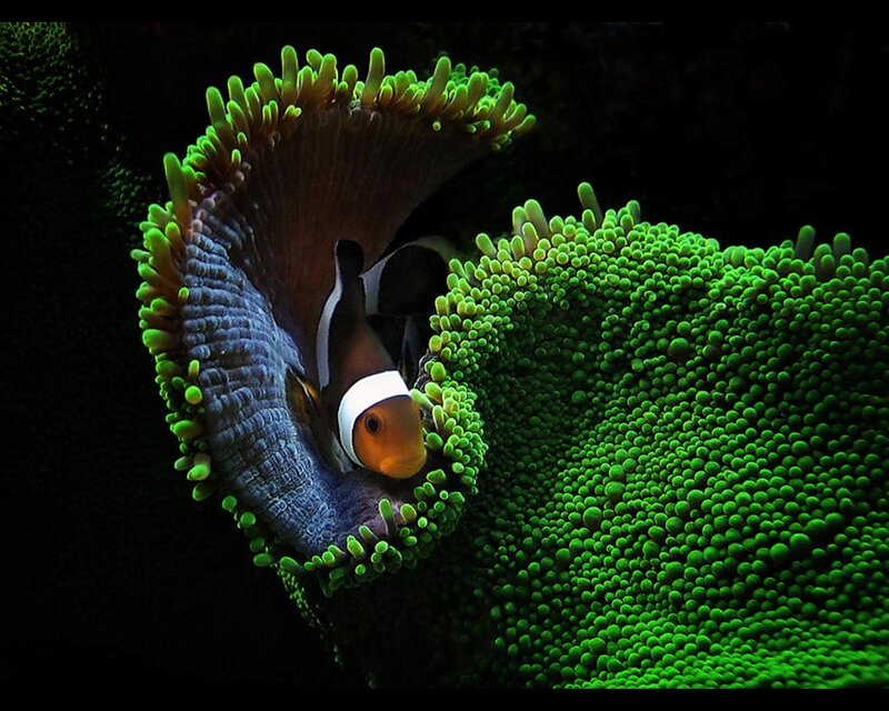 Clownfish in Sea Anemone — Green, Dramatic, Night