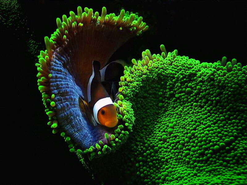 Clownfish in Sea Anemone — Green, Dramatic