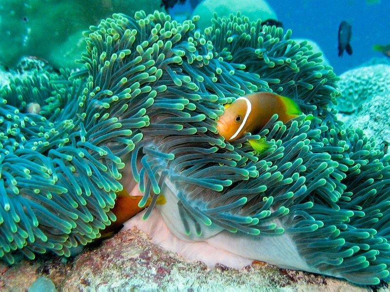 Clownfish in Sea Anemone — Green, Serene, Photograph