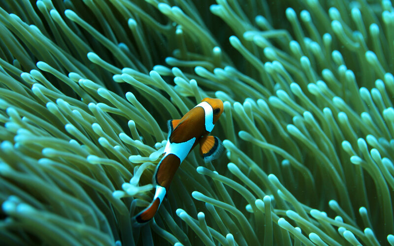 Clownfish in Sea Anemone — Green, Serene