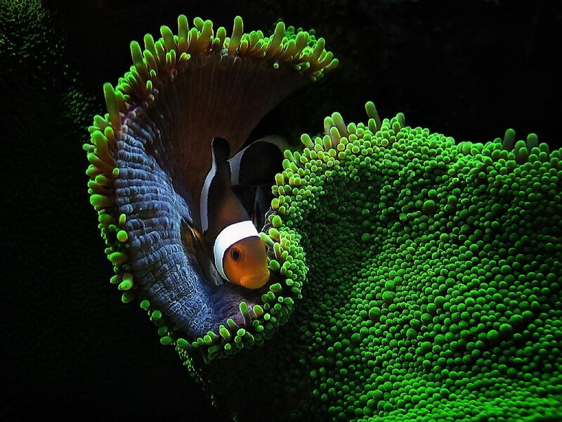 Clownfish in Sea Anemone — Green