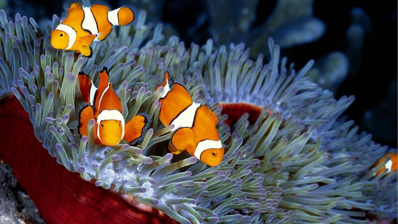 Clownfish in Sea Anemone — Orange, Calm, Photograph, Sea Anemone