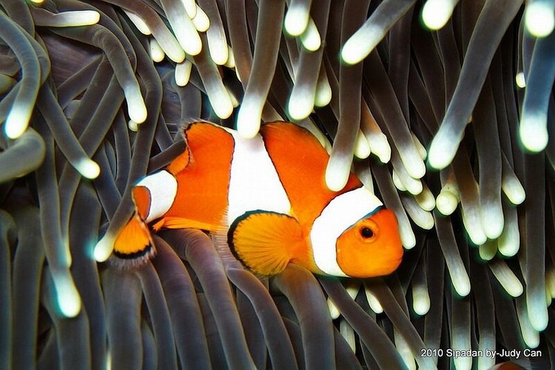 Clownfish in Sea Anemone — Orange, Calm, Photograph