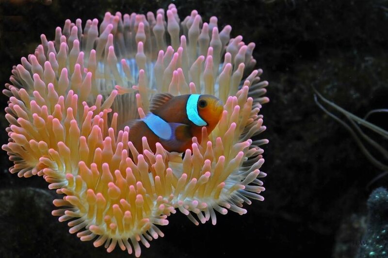 Clownfish in Sea Anemone — Orange, Calm
