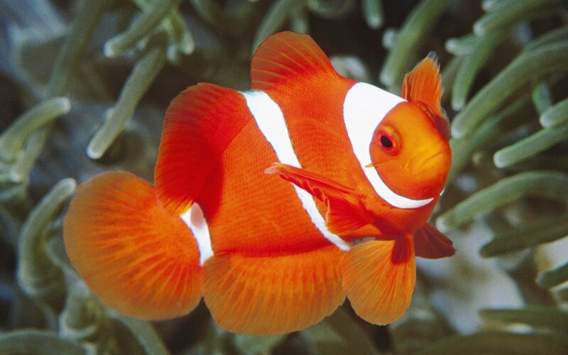 Clownfish in Sea Anemone — Orange, Ocean