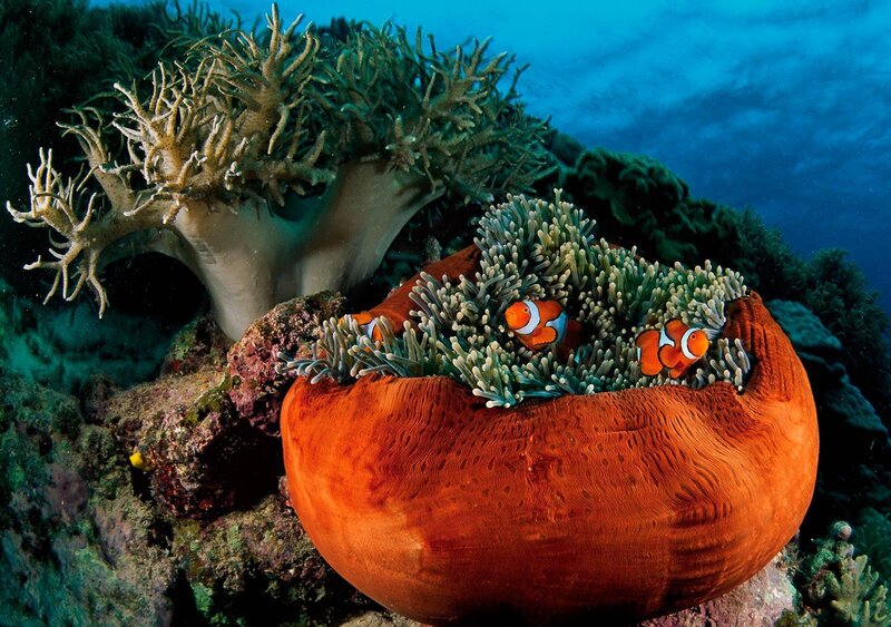 Clownfish in Sea Anemone — Orange