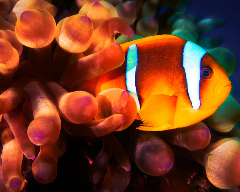 Clownfish in Sea Anemone — Orange, Vibrant