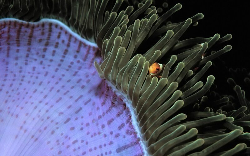 Clownfish in Sea Anemone — Purple, Calm, Night, Photograph