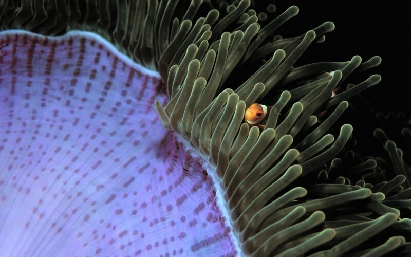 Clownfish in Sea Anemone — Purple, Calm