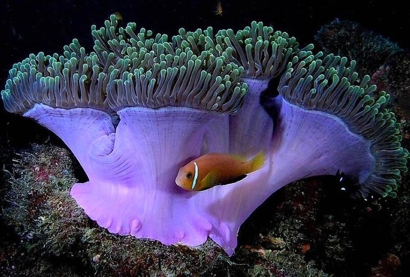 Clownfish in Sea Anemone — Purple, Serene, Night, Photograph