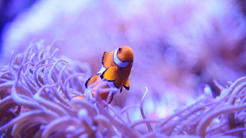 Clownfish in Sea Anemone — Purple, Serene, Photograph