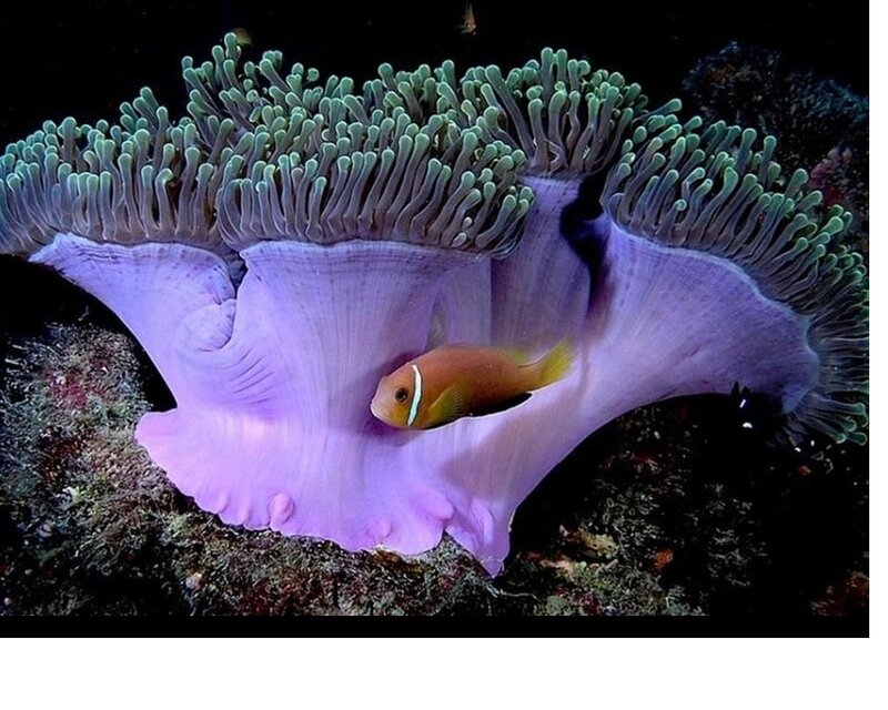 Clownfish in Sea Anemone — Purple, Serene