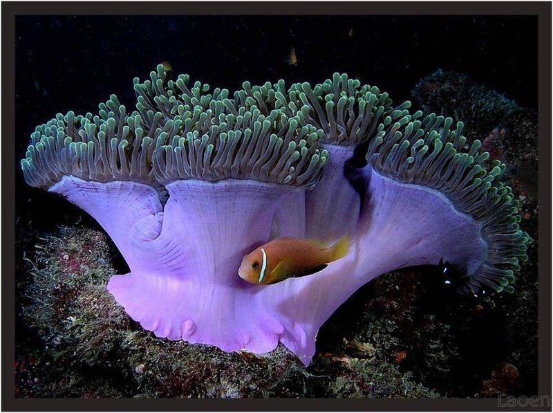 Clownfish in Sea Anemone — Purple