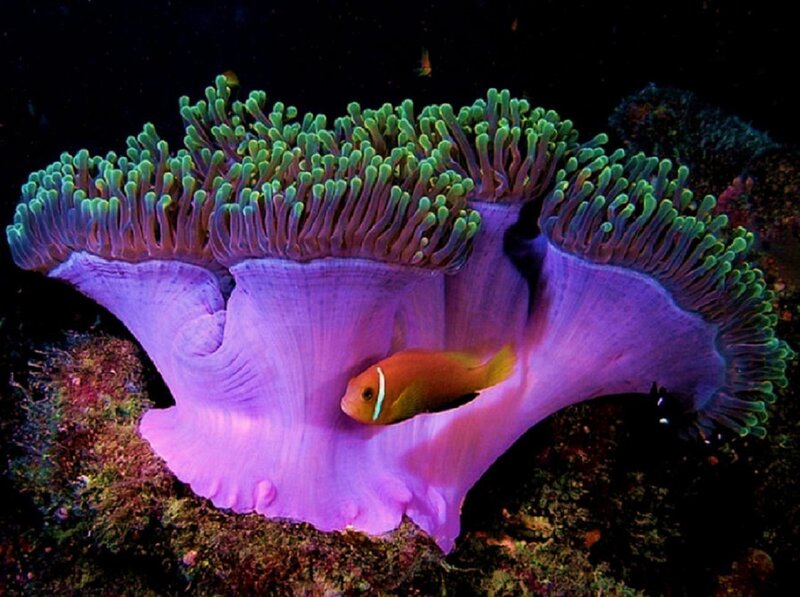 Clownfish in Sea Anemone — Purple, Vibrant