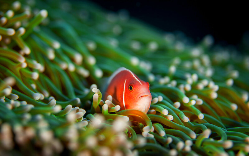 Clownfish in Sea Anemone — Red