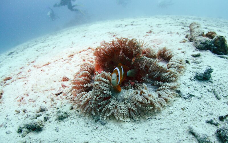 Clownfish in Sea Anemone — White, Serene