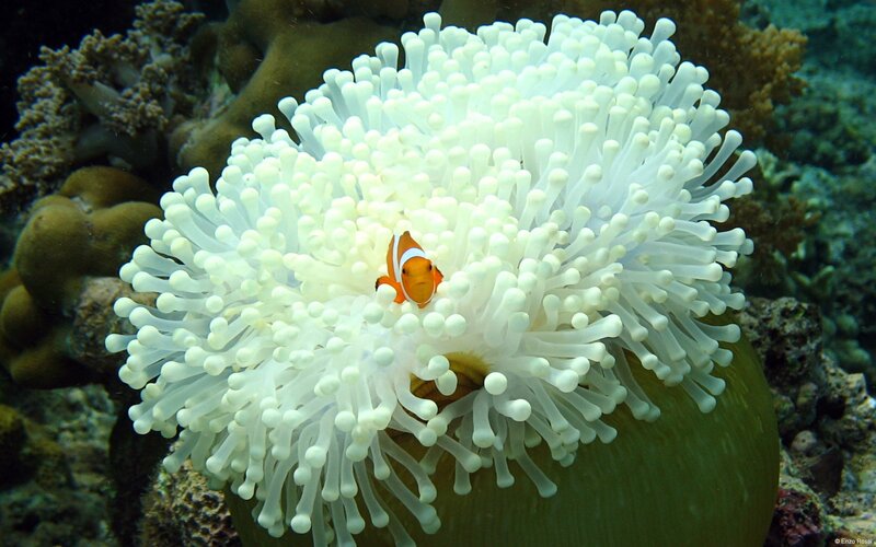 Clownfish in Sea Anemone — White