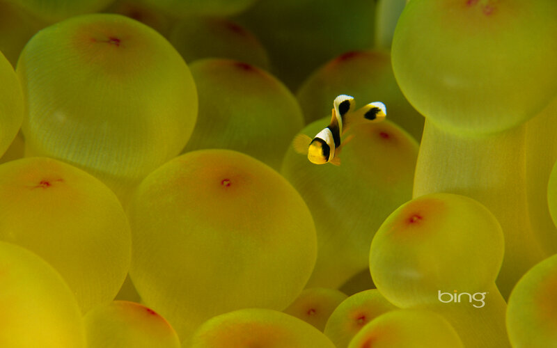 Clownfish in Sea Anemone — Yellow