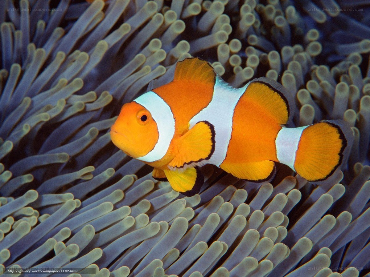 clownfish in sea anemone