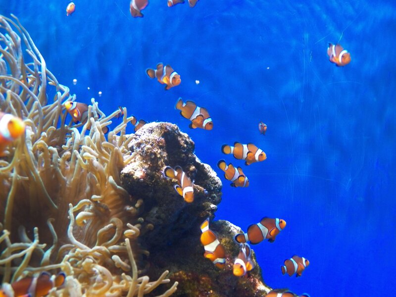 Clownfish Near Anemone — Blue, Serene