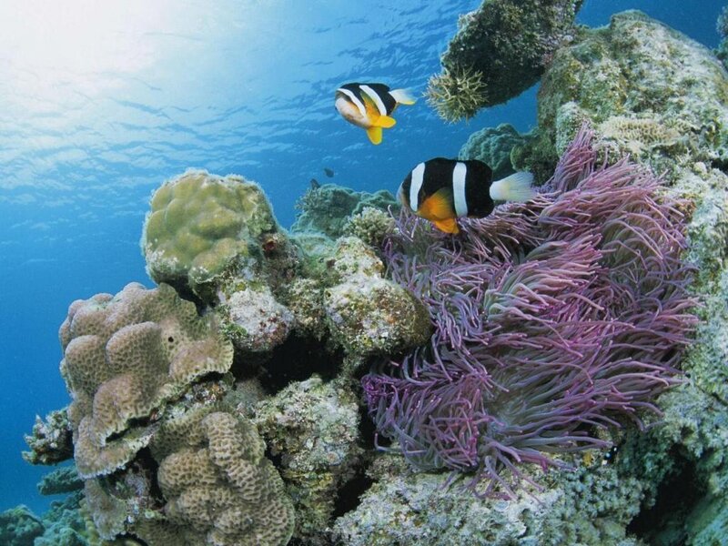 Clownfish Near Anemone — Blue