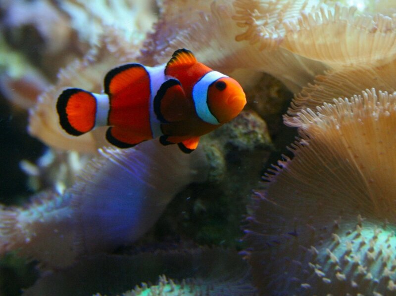 Clownfish Near Anemone — Orange, Calm