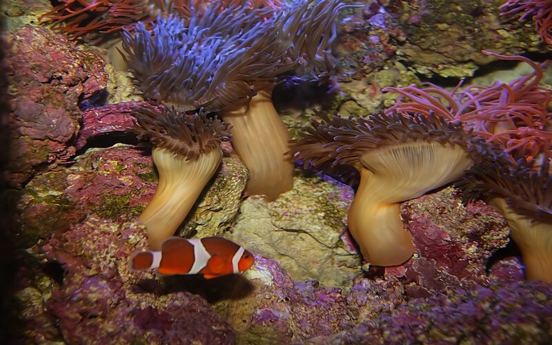 Clownfish Near Anemones