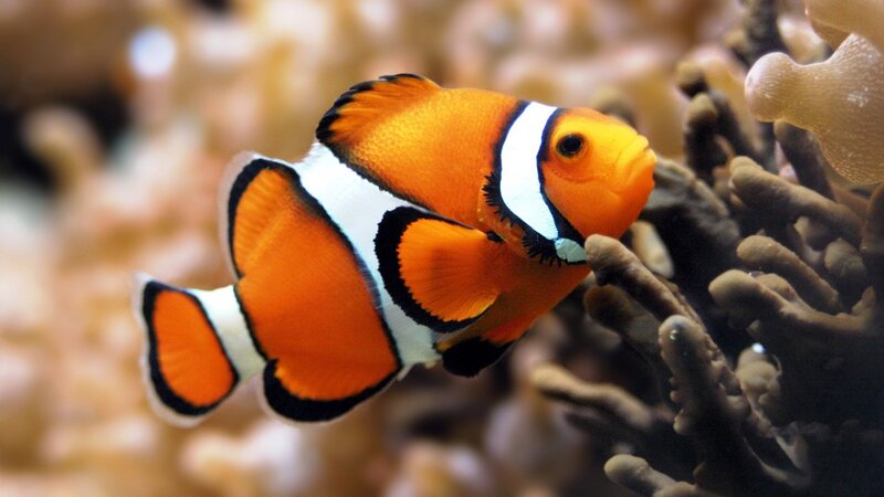 clownfish near coral