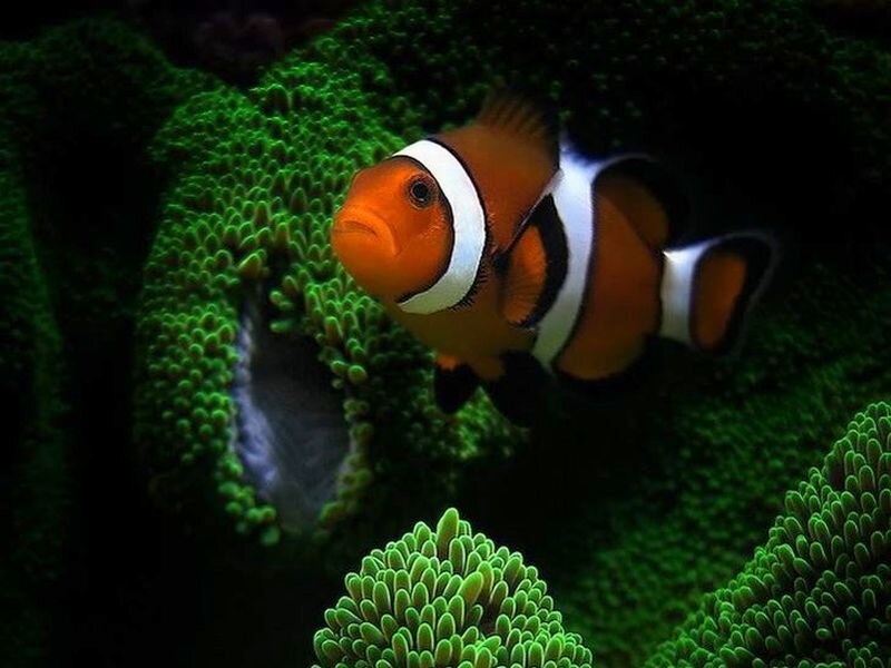 Clownfish Near Coral — Green