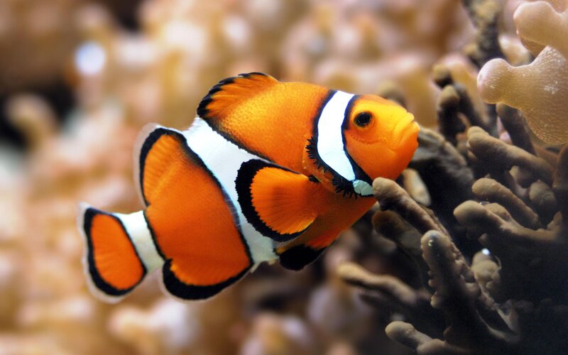 Clownfish Near Coral — Orange, Calm, Photograph