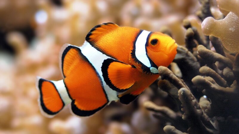 Clownfish Near Coral — Orange, Calm