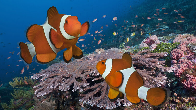 Clownfish Near Coral — Orange, Serene