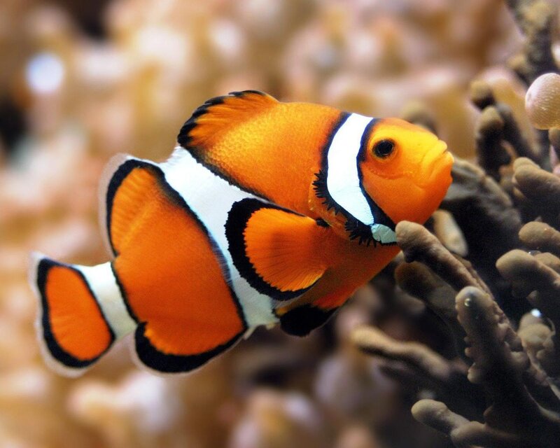 Clownfish Near Coral — Orange