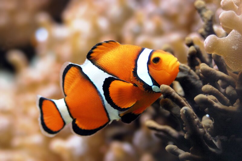 clownfish near coral reef