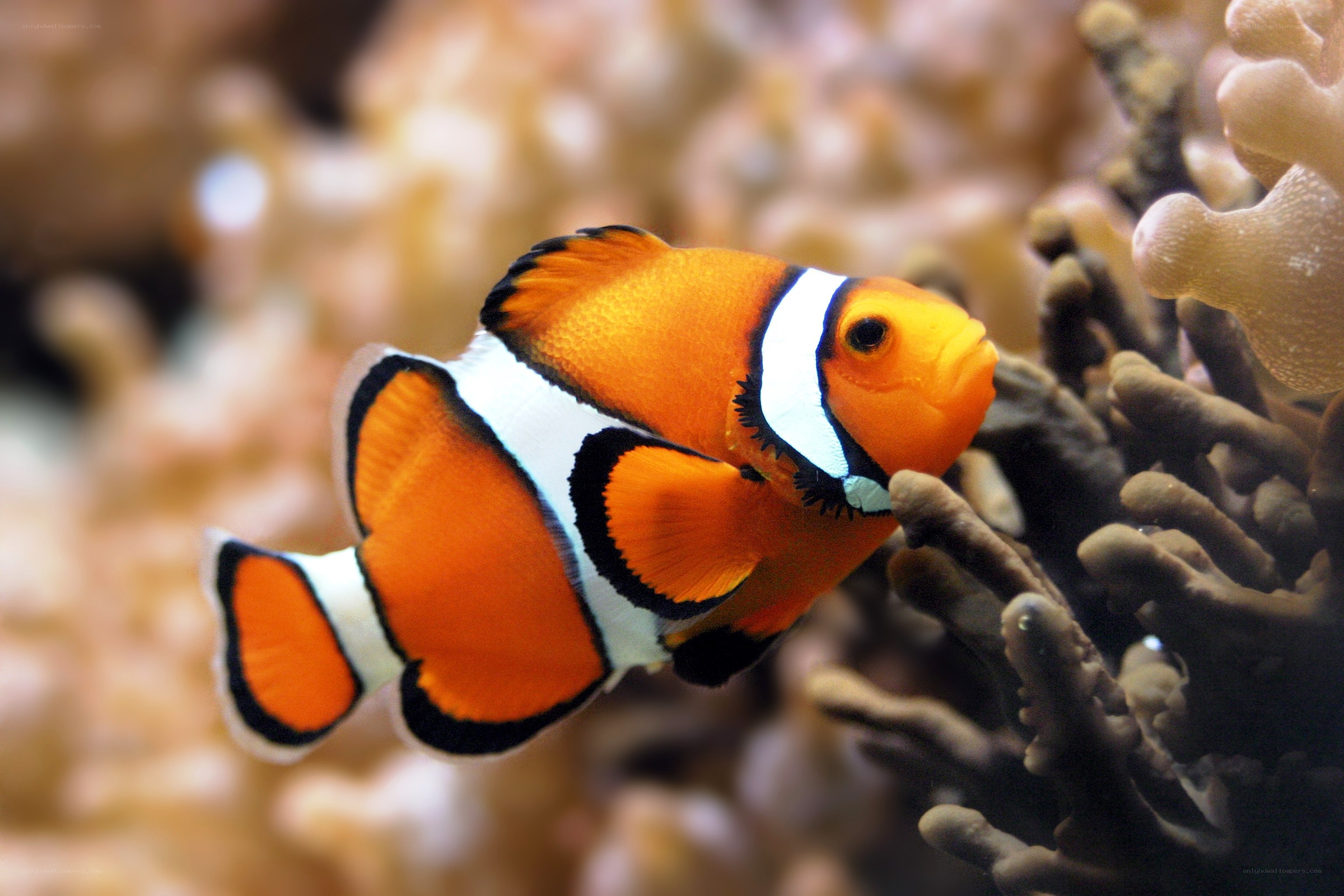 clownfish near coral reef