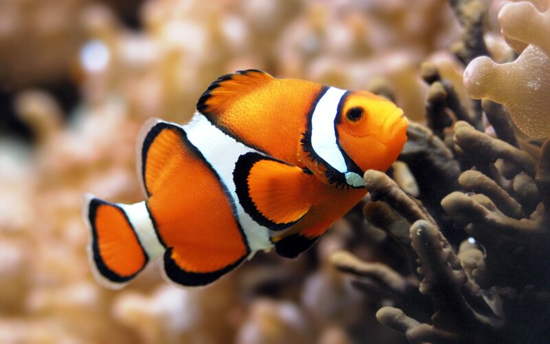 clownfish near coral reef