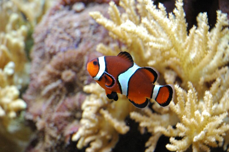 clownfish near coral reef