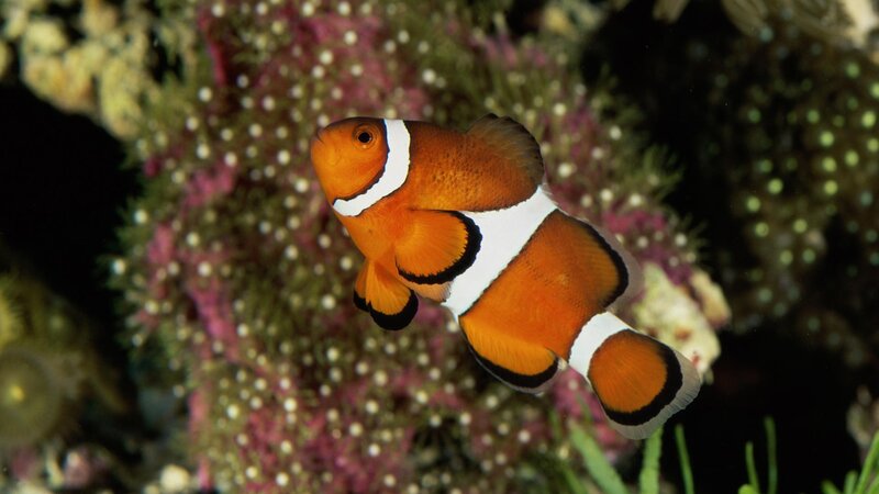 clownfish near coral reef