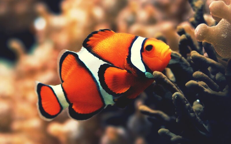 clownfish near coral reef
