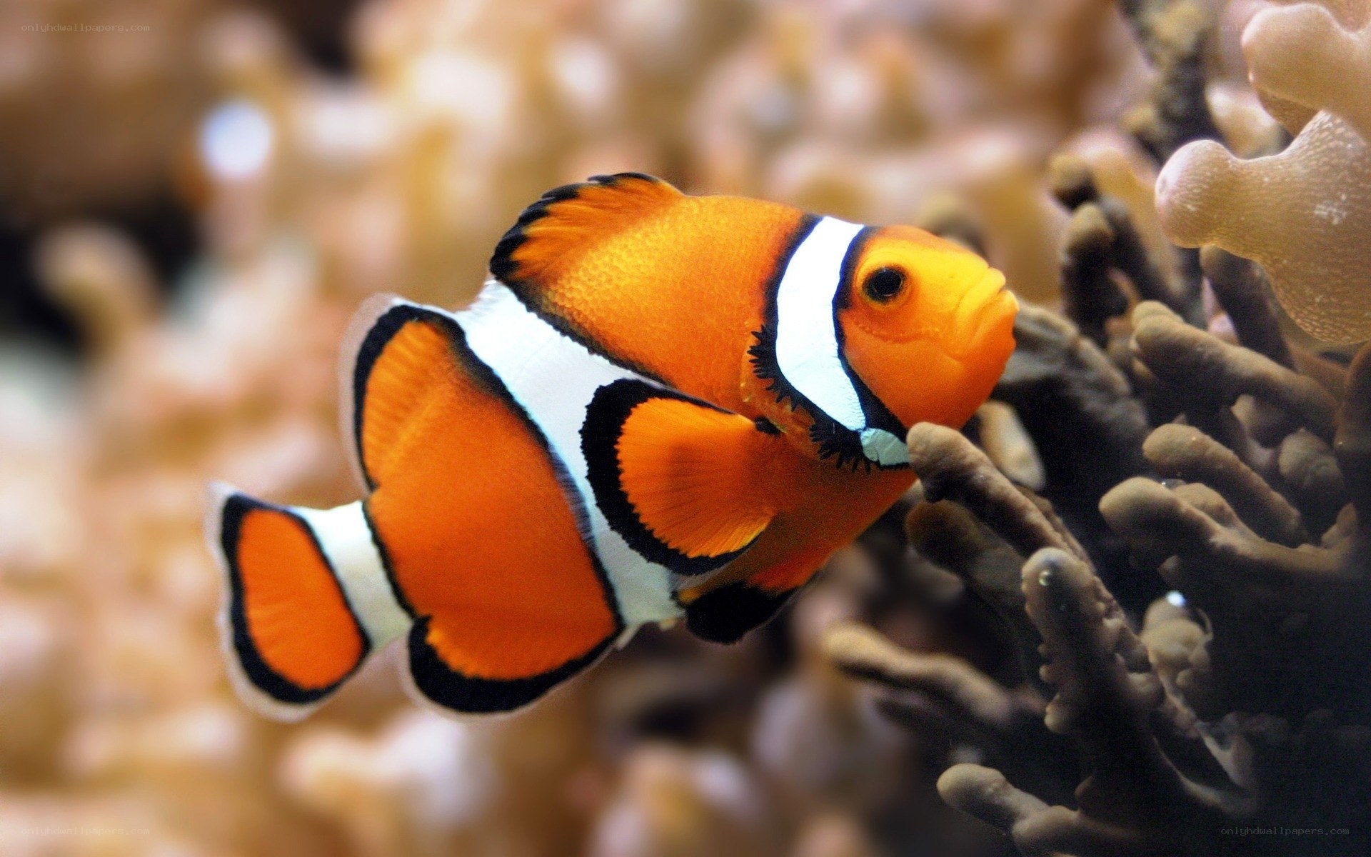 clownfish near coral reef
