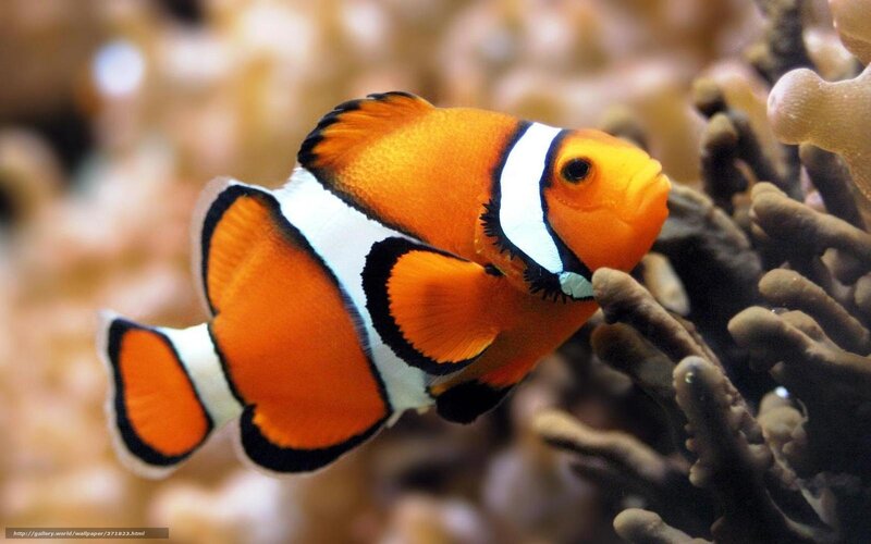 clownfish near coral