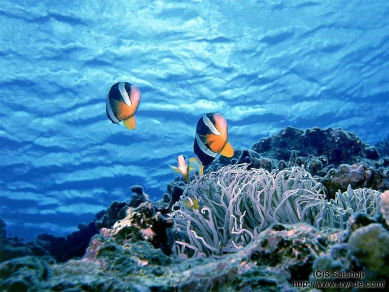 Clownfish near sea anemone