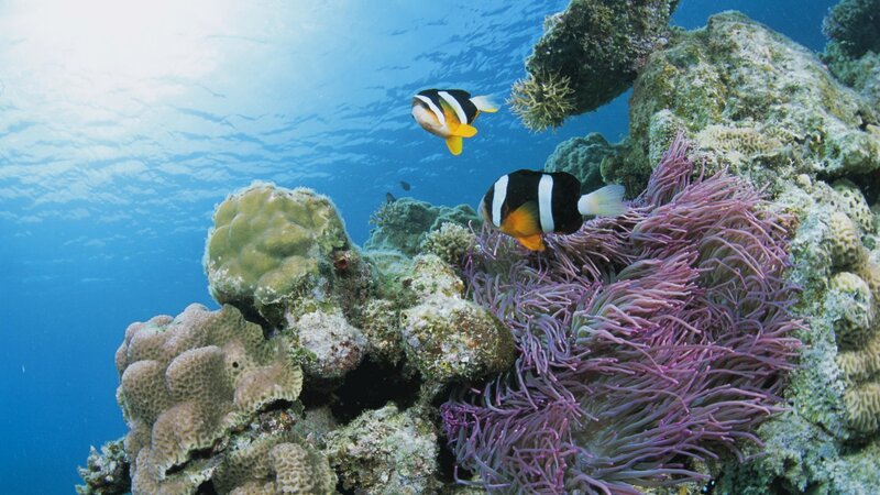 Clownfish Near Sea Anemone — Blue