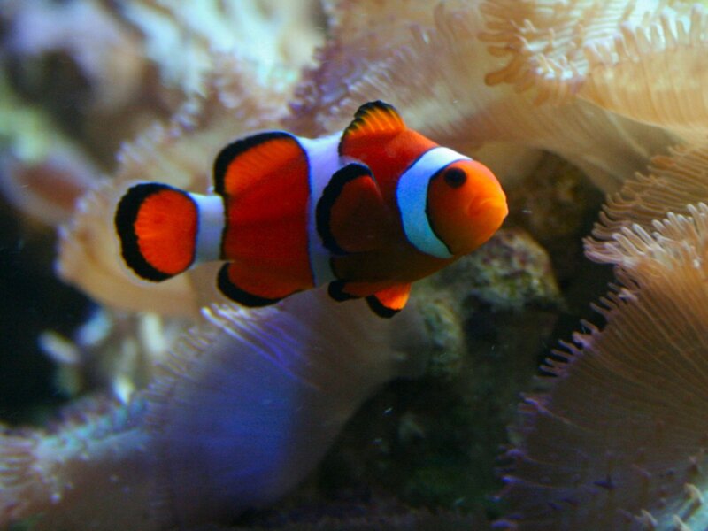 clownfish near sea anemone