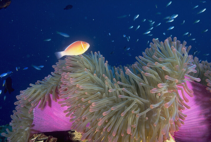 Clownfish on Anemone