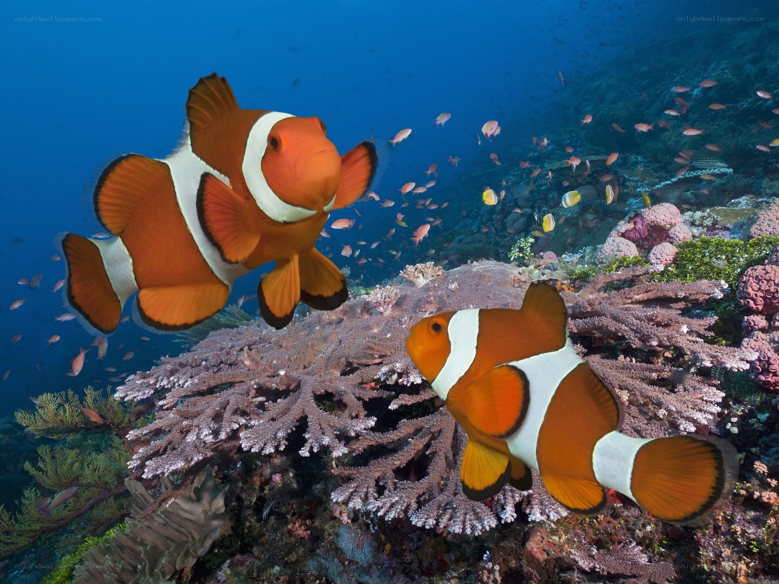Clownfish on coral reef