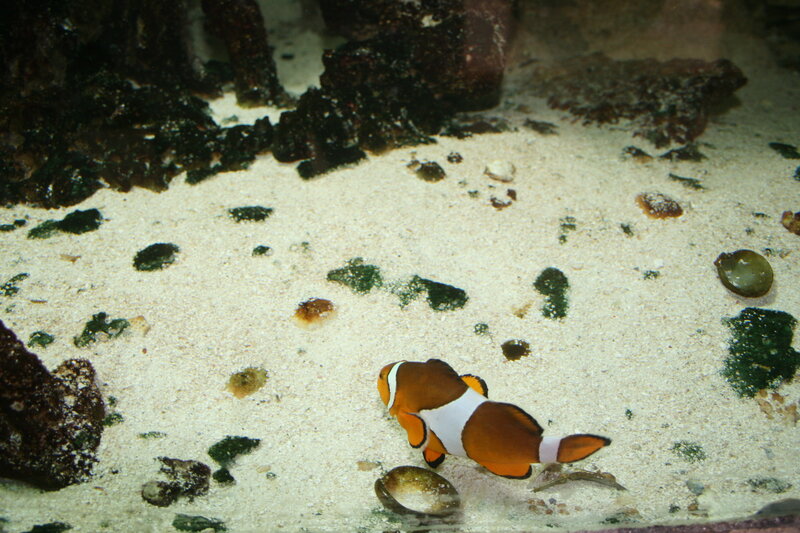 Clownfish on Sandy Bottom