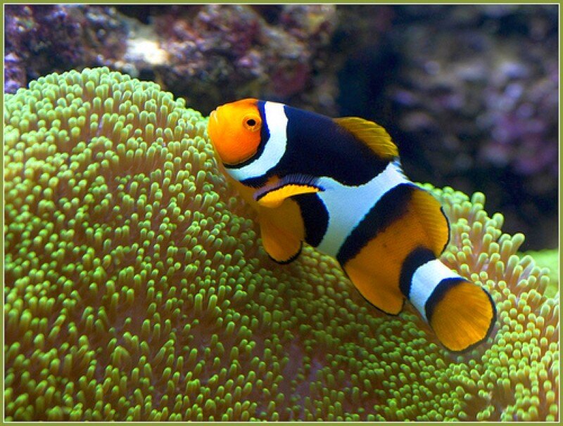 clownfish on sea anemone