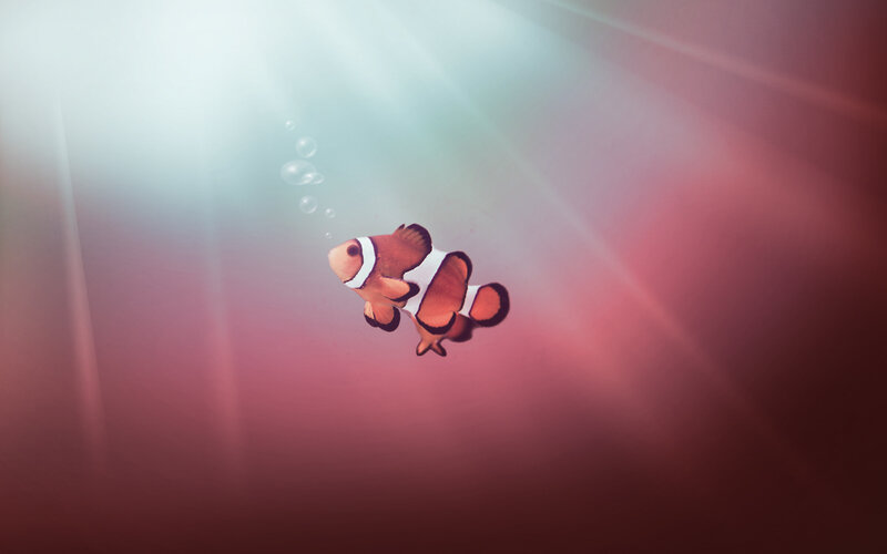 clownfish swimming in ocean